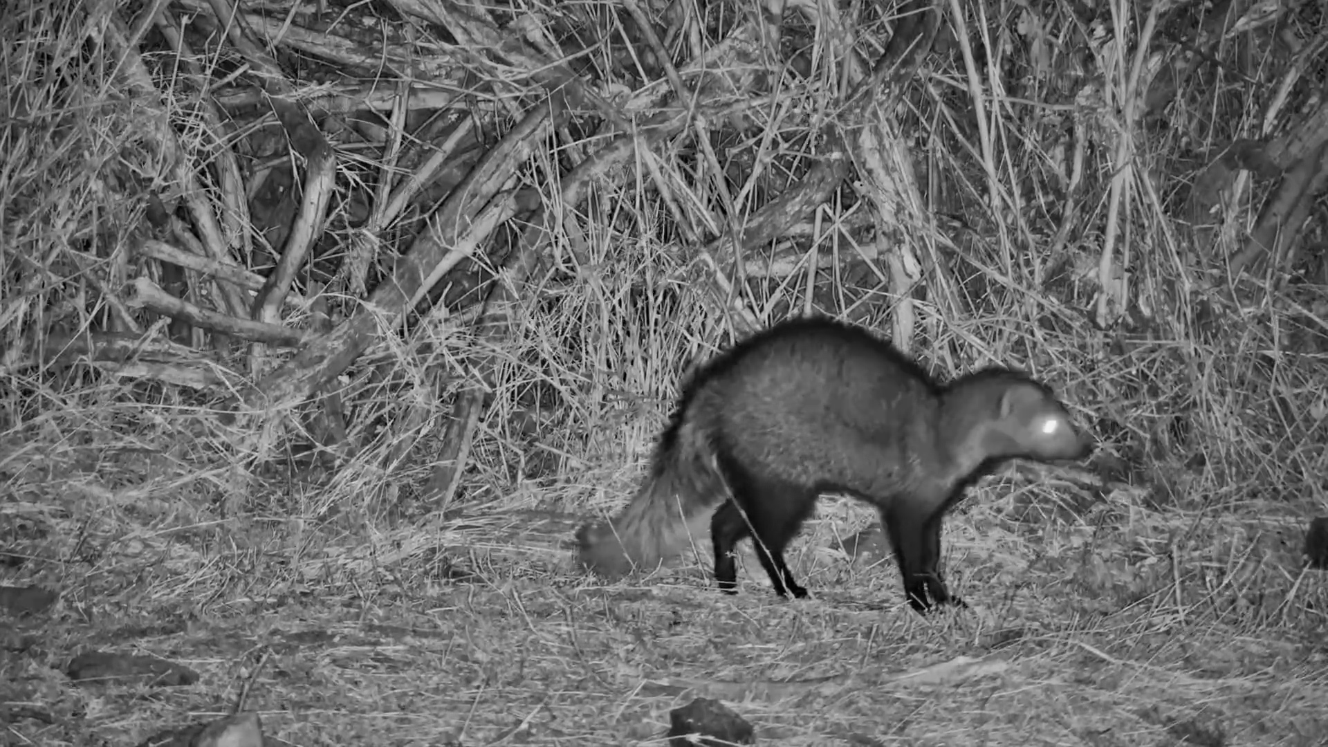 White-Tailed Mongoose Sniffs the Ground at Night