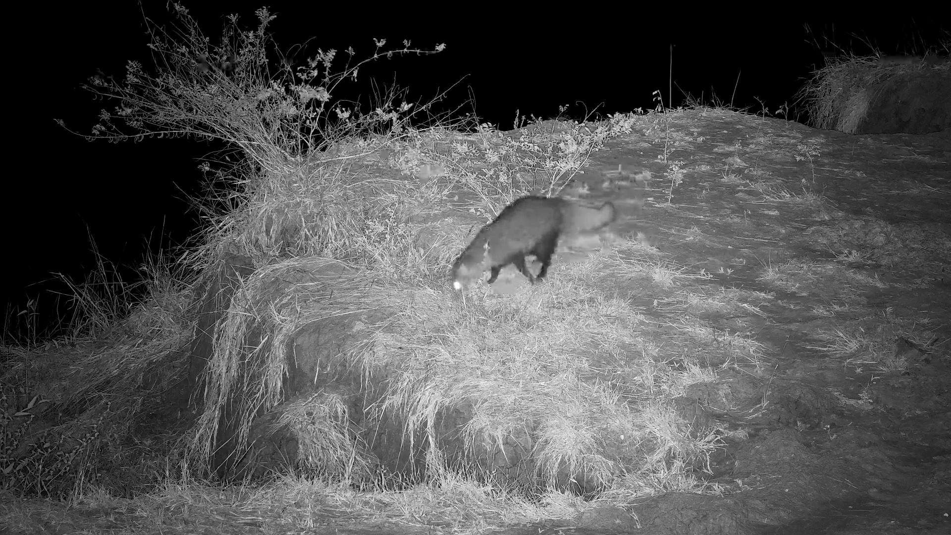 A White-Tailed Mongoose Moves in Silence