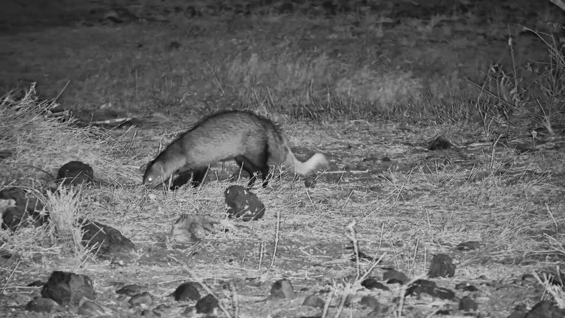 White-Tailed Mongoose on a Night Time Adventure