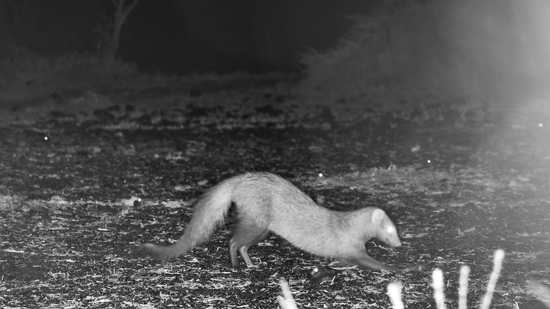 Deadly Dinner Prep - Mongoose vs Frogs