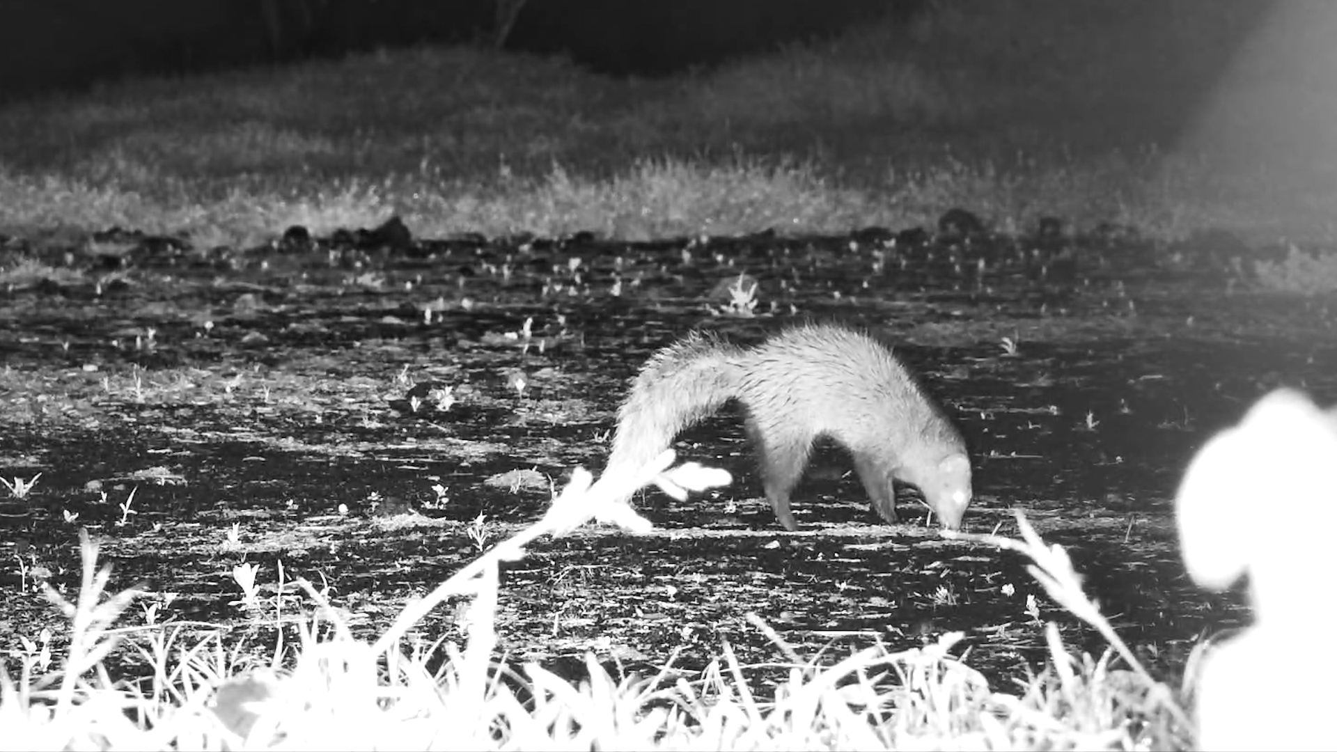 Frog Hunters in the Night