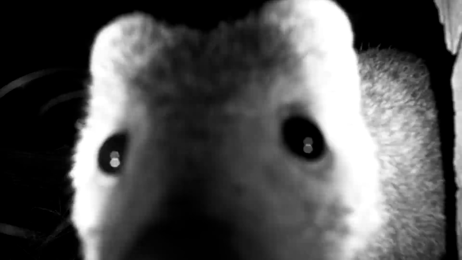 Curious Mongoose Gets Up Close with the Camera!