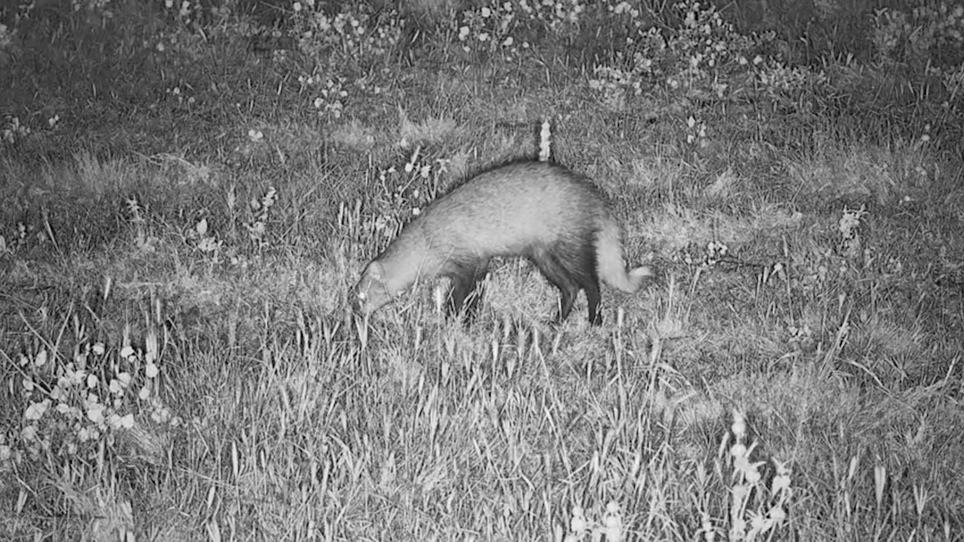 Mongoose on a Mission