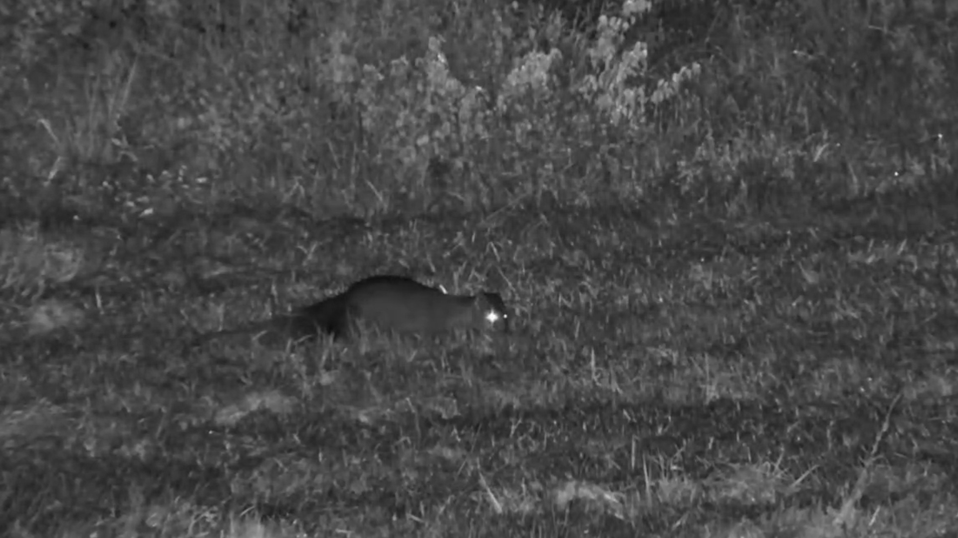 White-Tailed Mongoose at Roy’s Dam