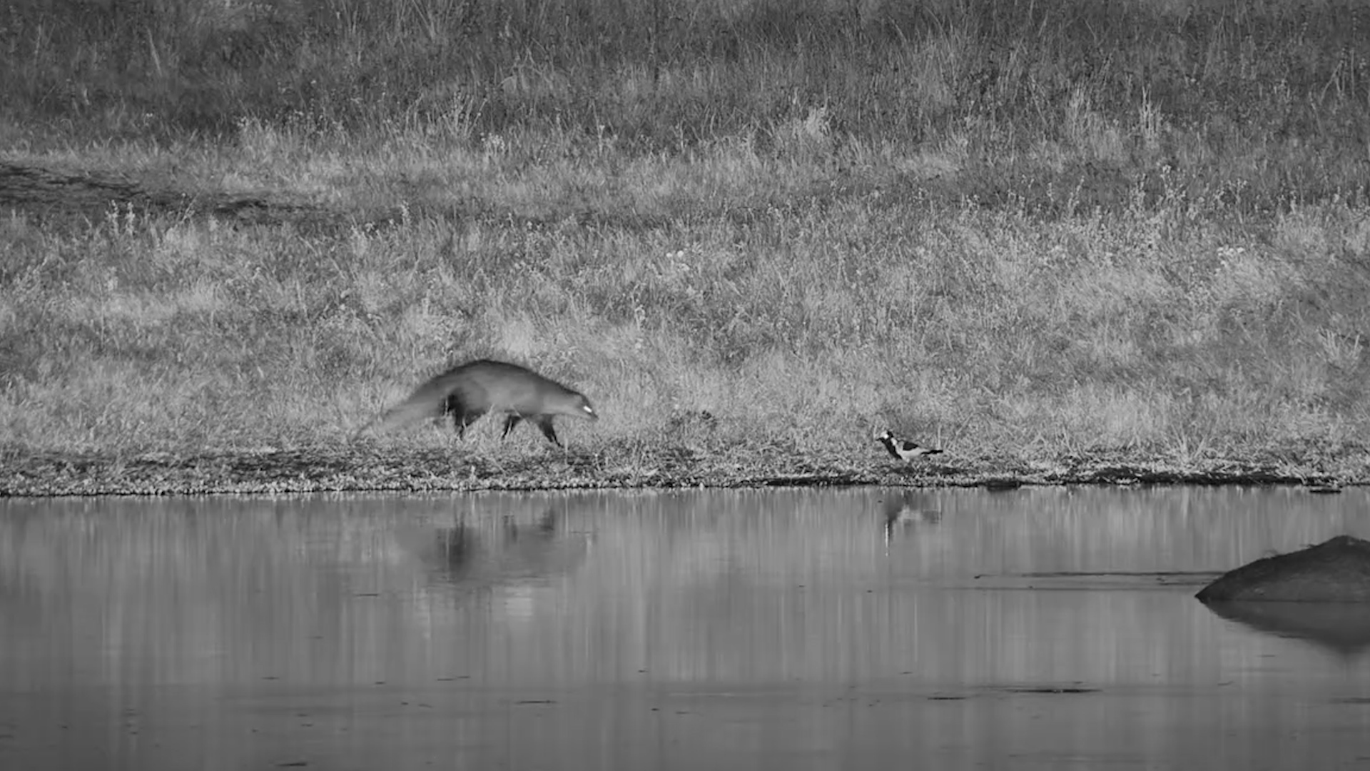 Lapwings Protest a Foraging Mongoose