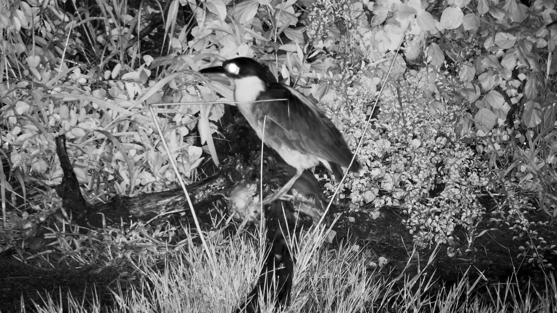 Rare Sighting: White-Backed Night Heron