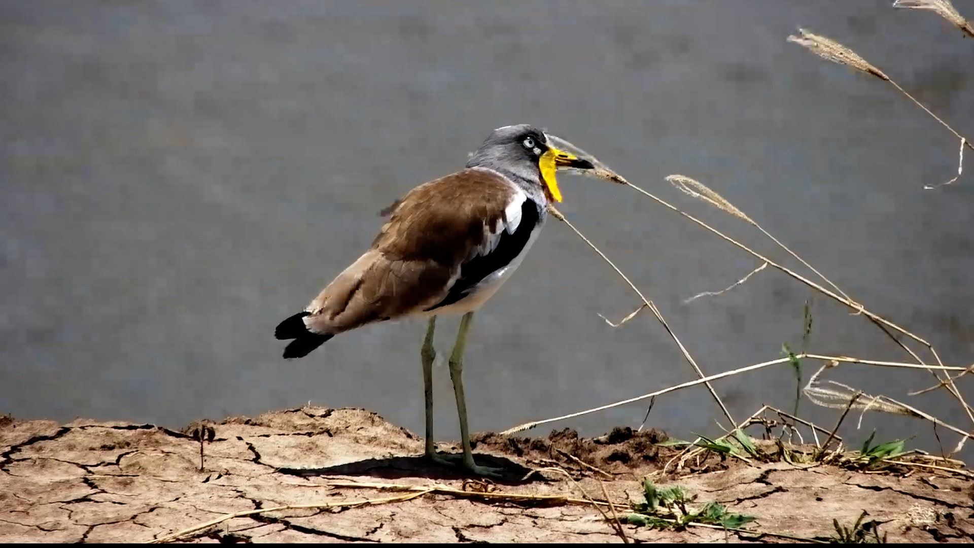 White-Crowned Lapwing on Duty