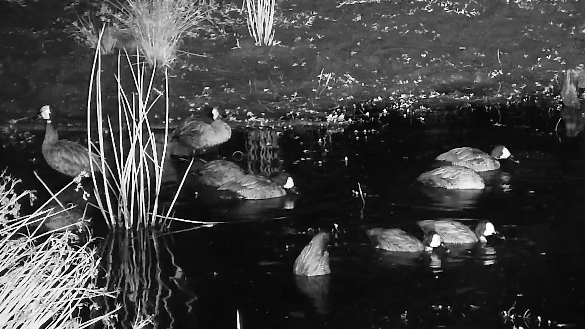 The Night Belonged to the Ducks