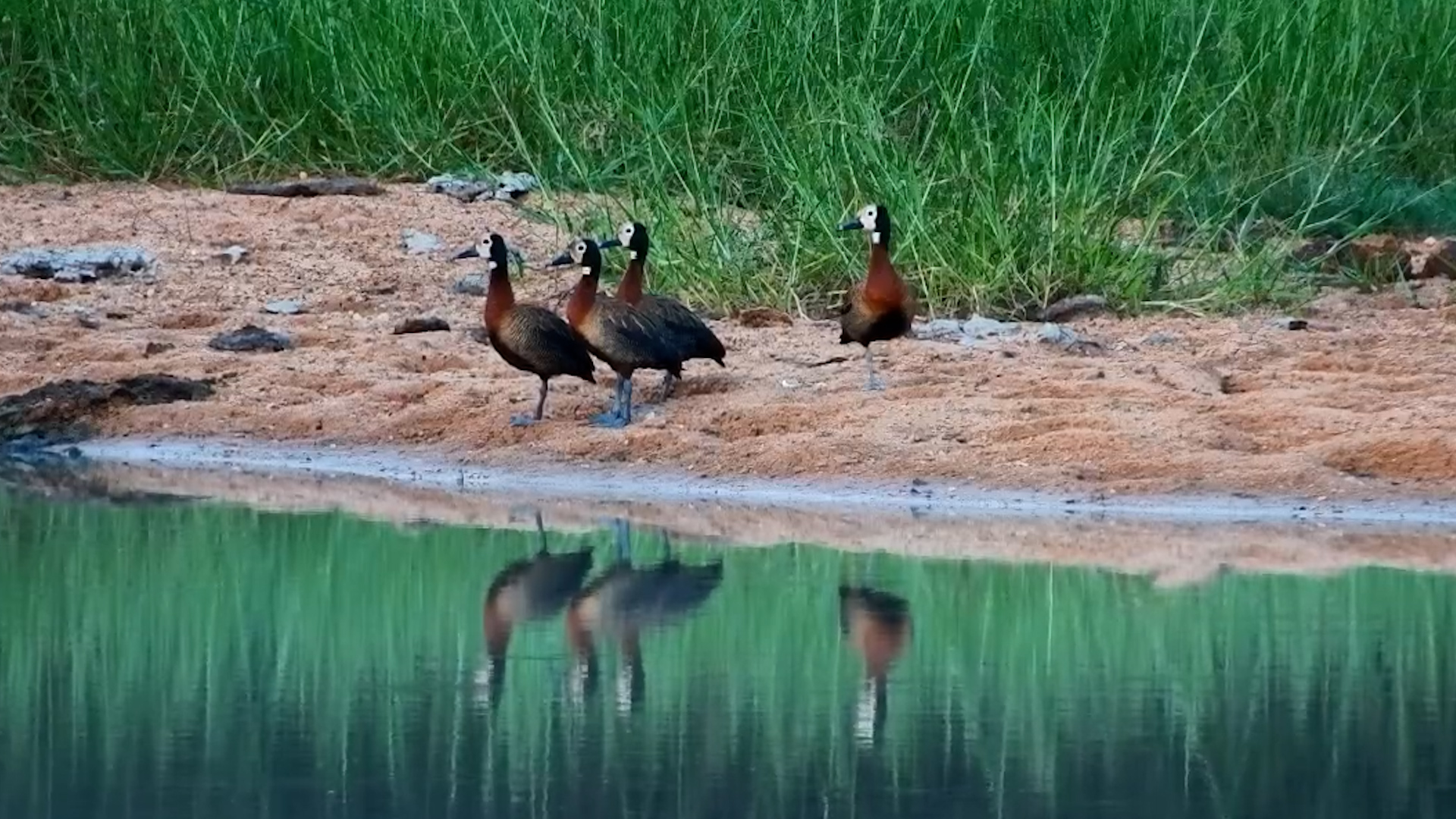 Ducks Gather Where the Water Is Still
