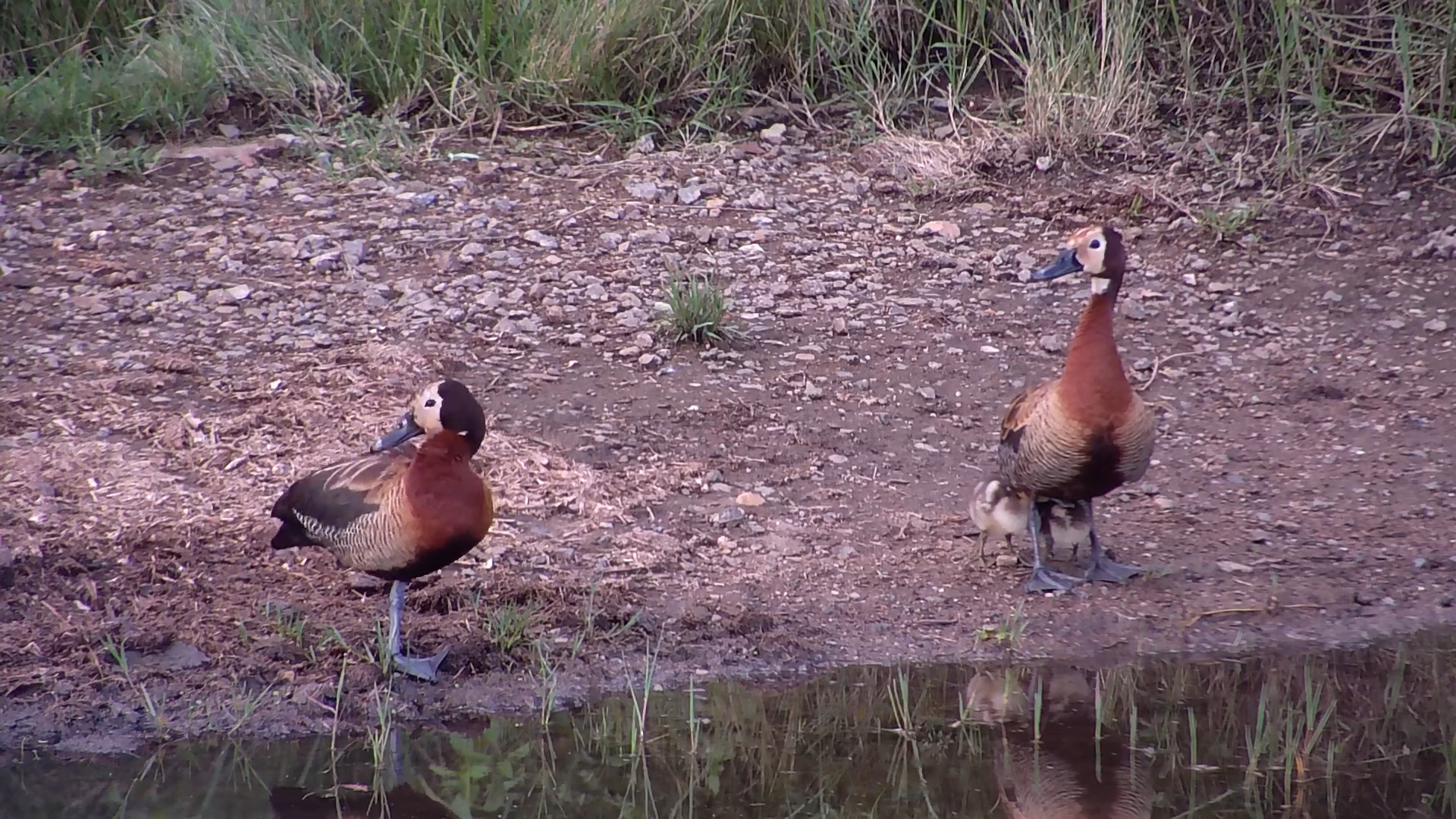 Two Little Survivors! Whistling Duck Family Moments