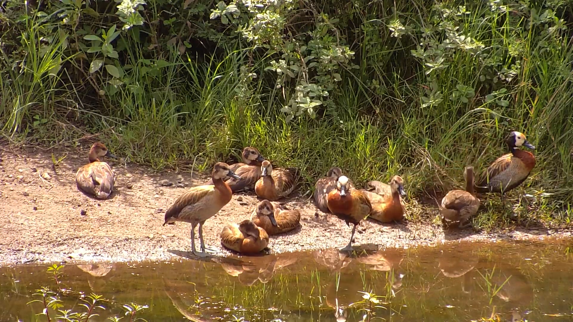 White-Faced Whistling Ducks Take a Break