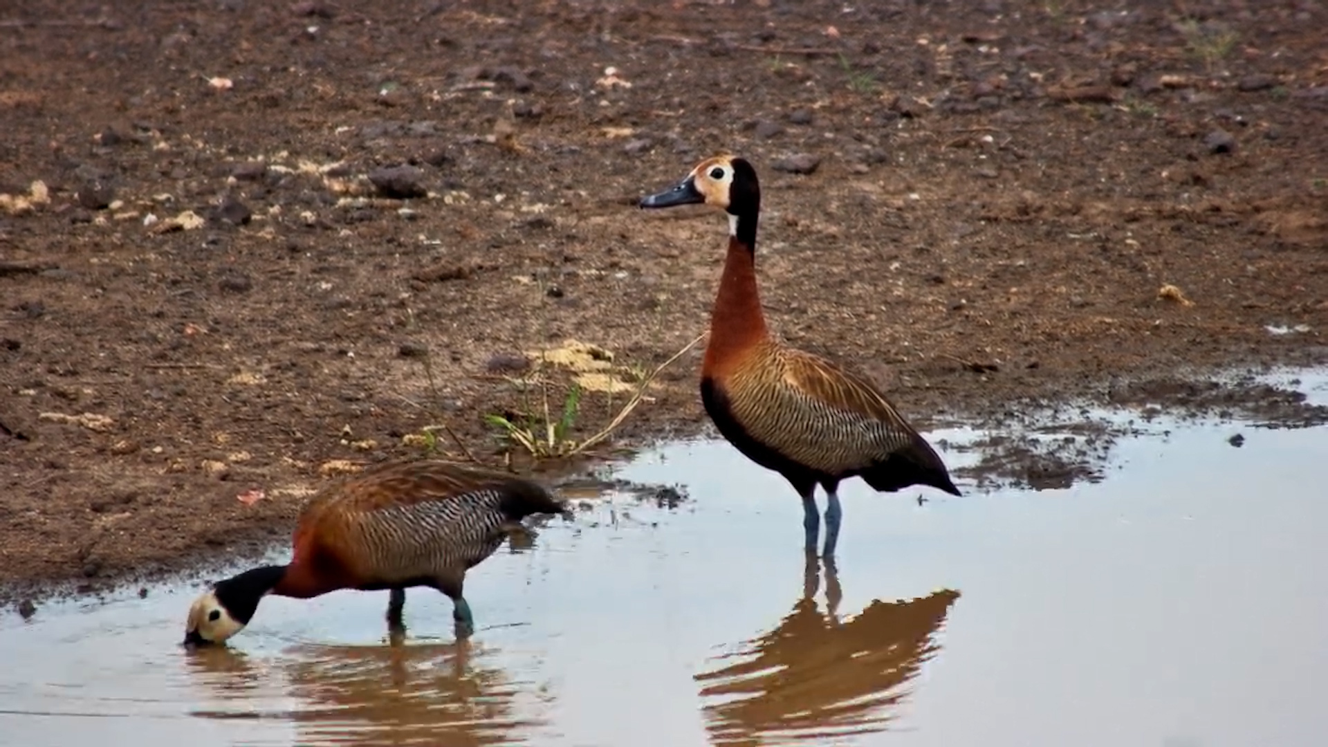 Snack Hunt with the Whistling Ducks!