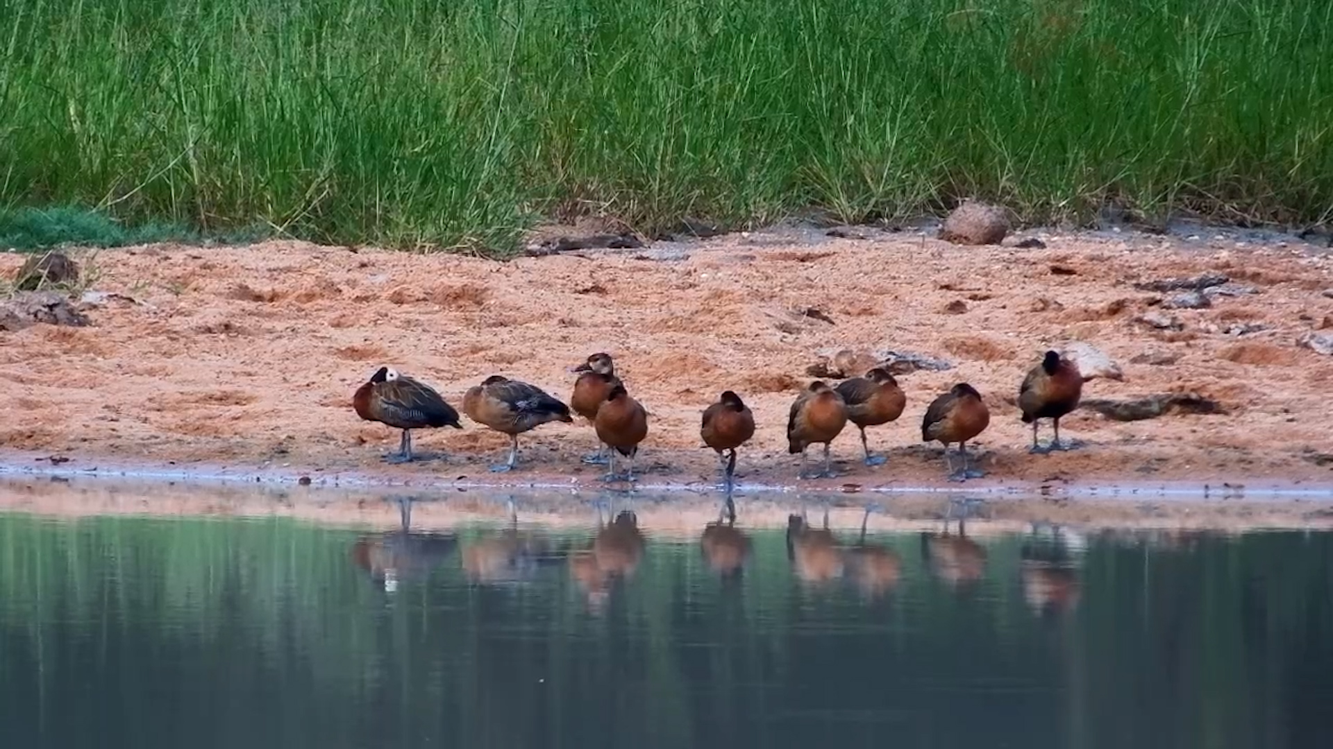 Whistling Ducks at Rest