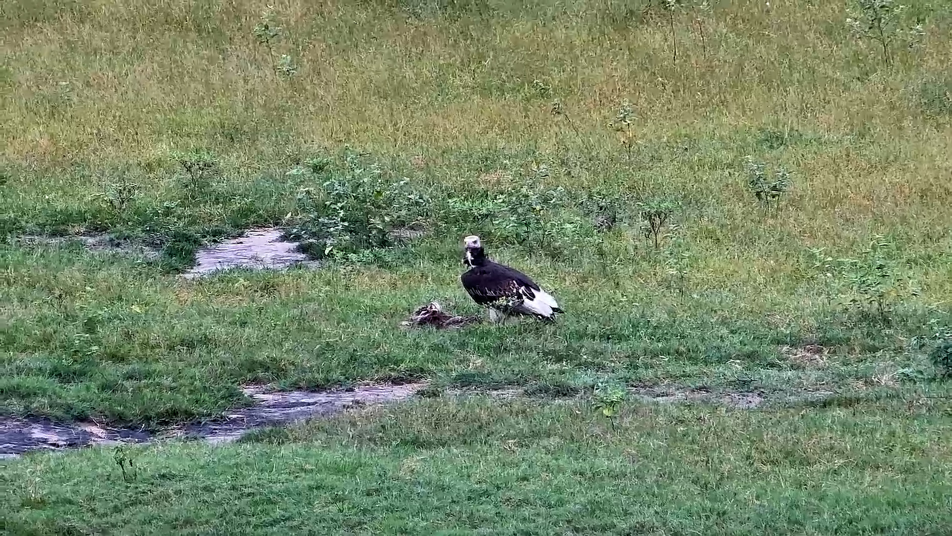 White-Headed Vulture Finds Food