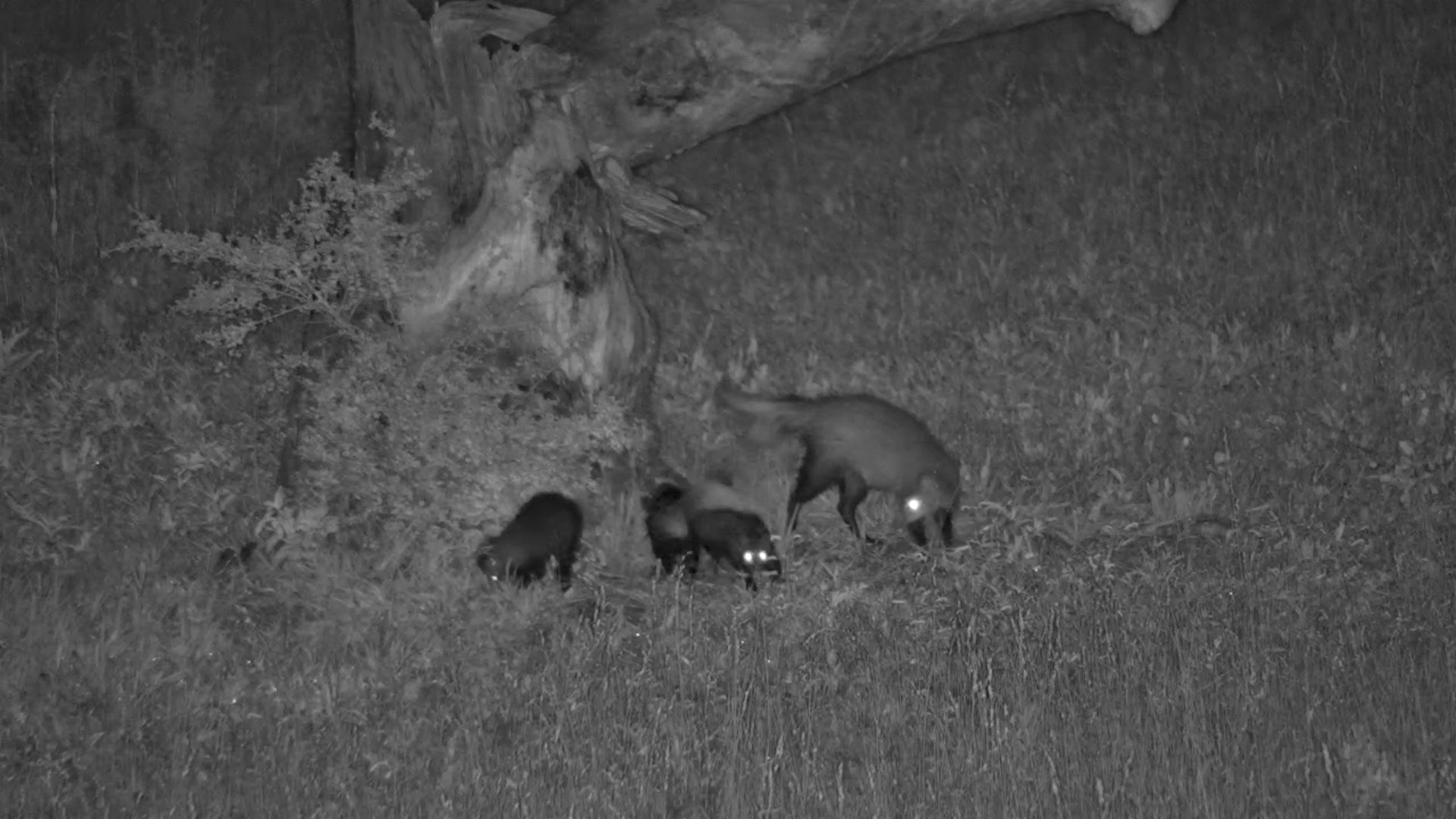 White-Tailed Mongoose with Adorable Babies