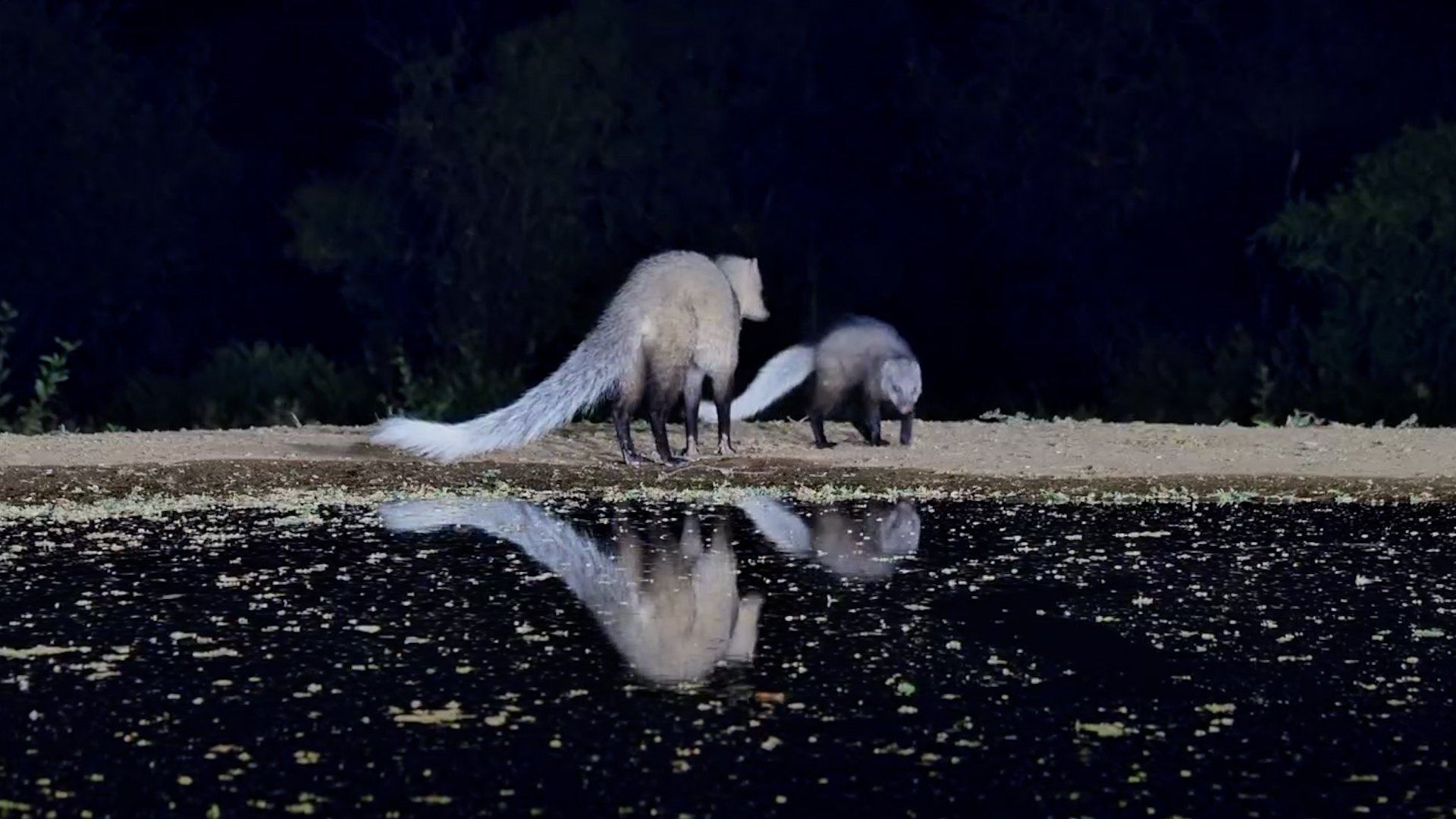 Baby Mongoose Was a Tiny Copy of Mum