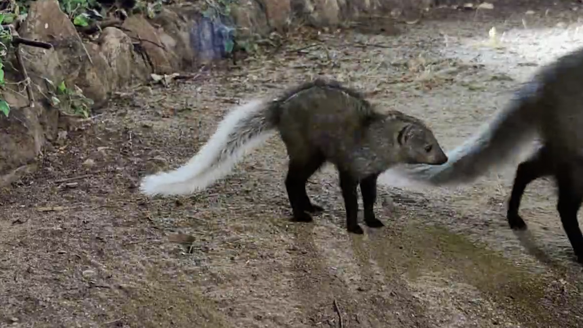 Mongoose Mum and Her Mini-Me Are Back