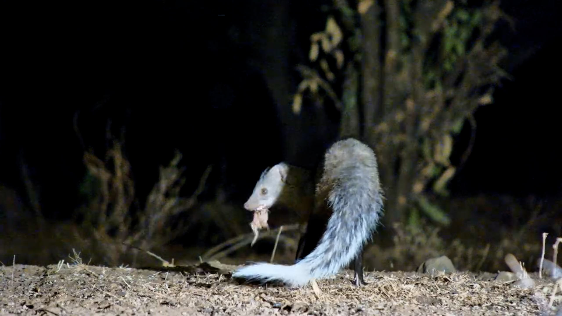 White-Tailed Mongoose Catches a Frog