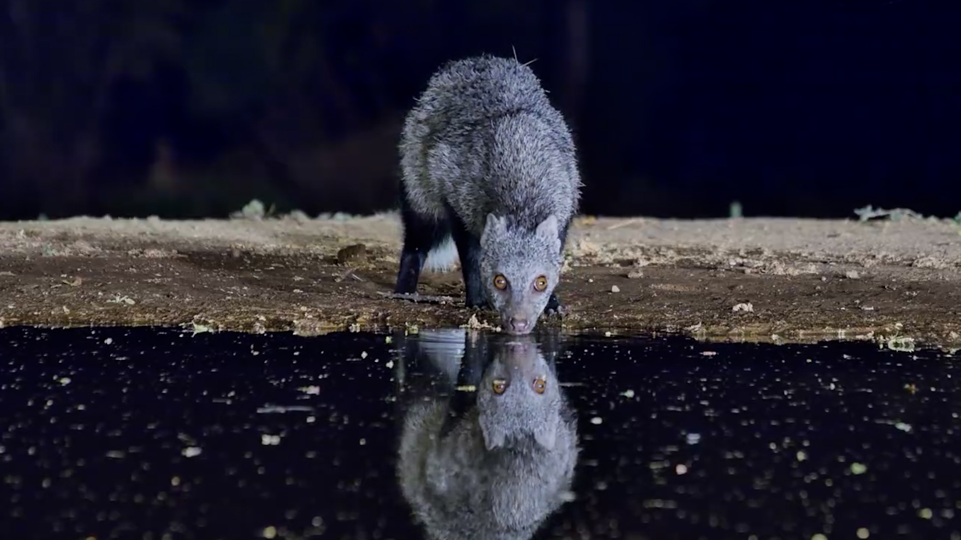 Meet Africa's Biggest Mongoose