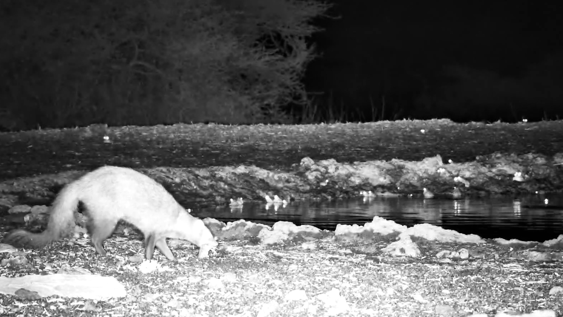 White-Tailed Mongoose Feeds on Frogs