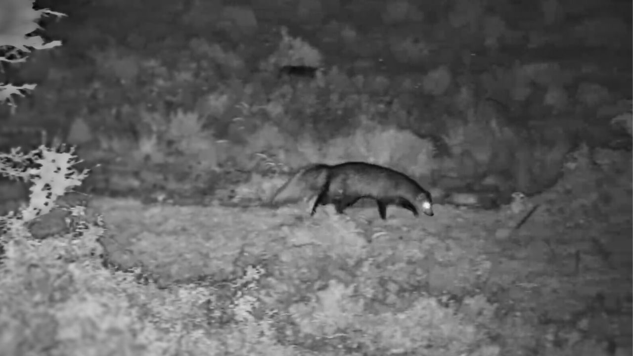 White-Tailed Mongoose Forages at Mahali Mzuri