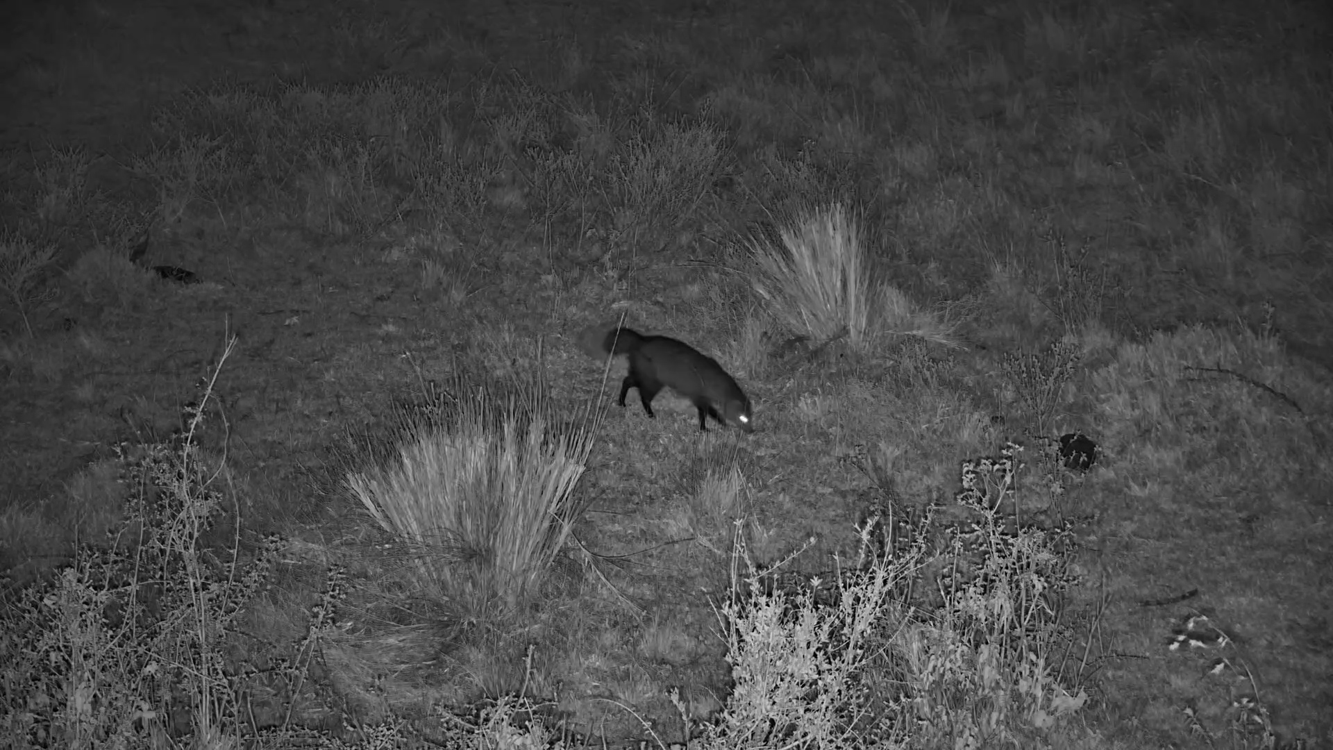 White-Tailed Mongoose on the Move at Mahali Mzuri