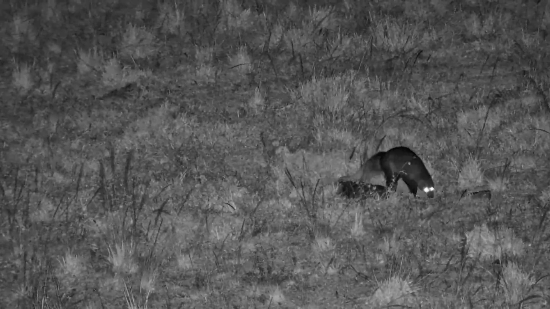 White-Tailed Mongoose Forages in the Grass
