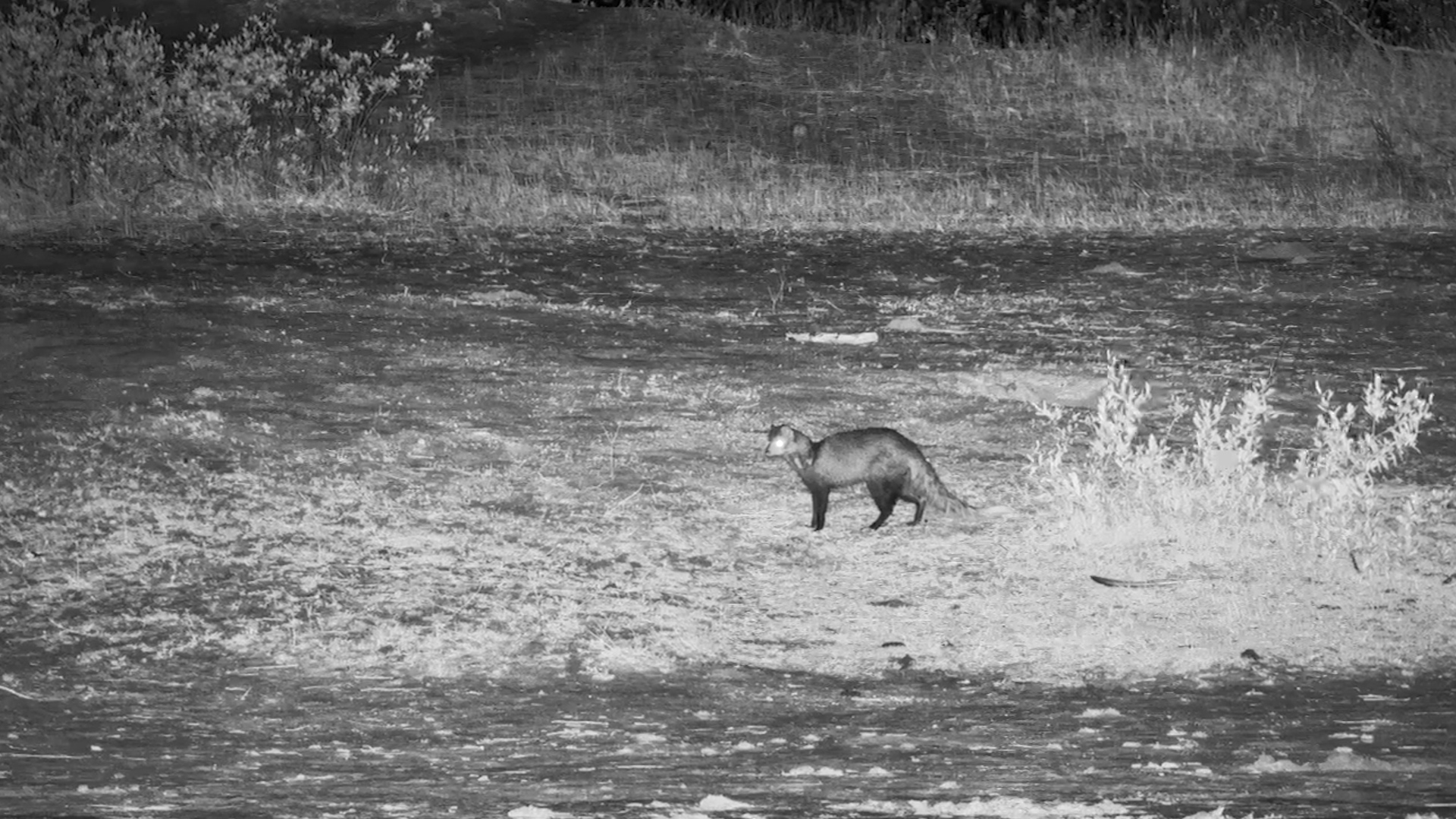 White-Tailed Mongoose Forages at The Hide Waterhole