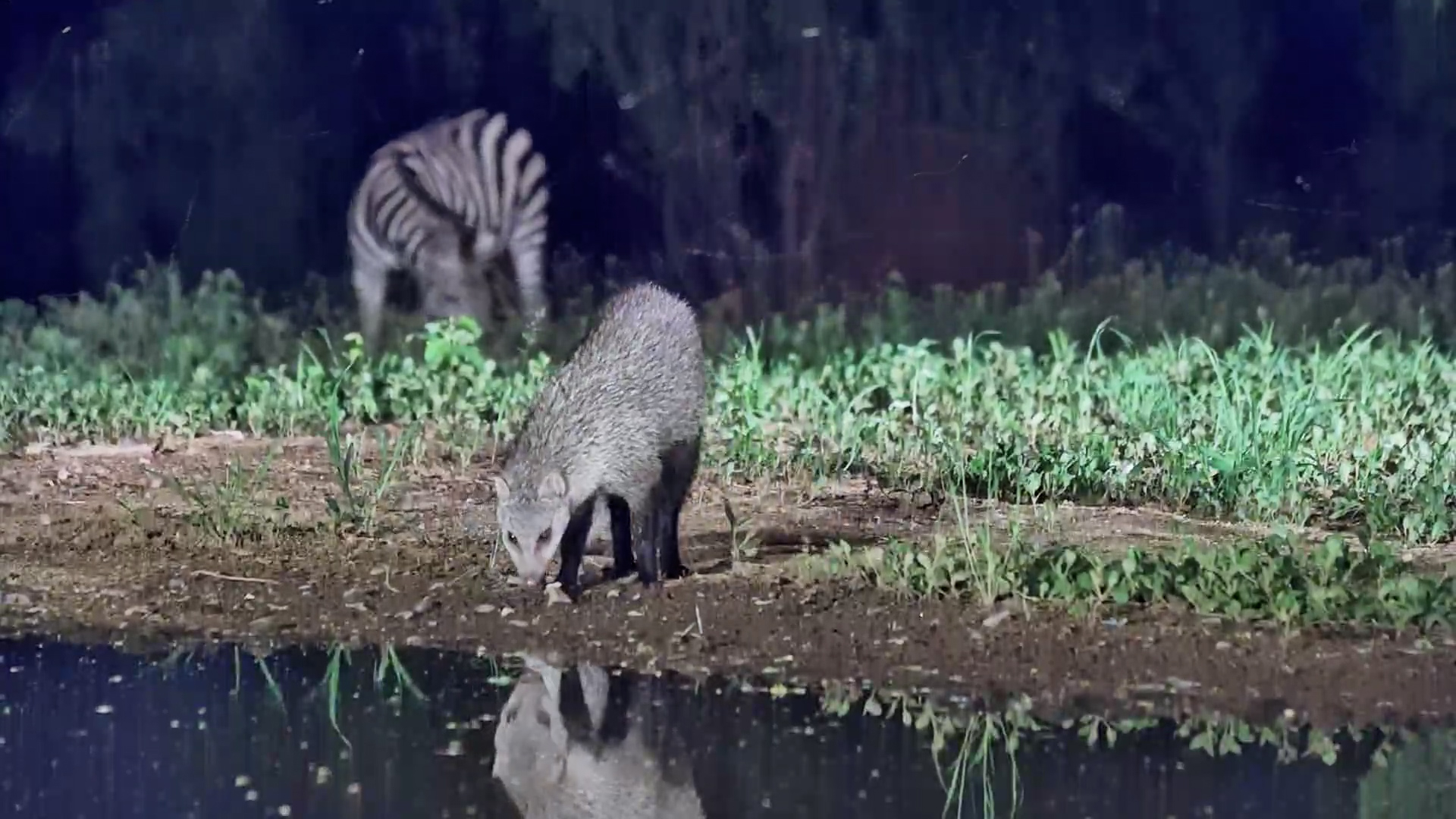 A Quiet Night At The Waterhole