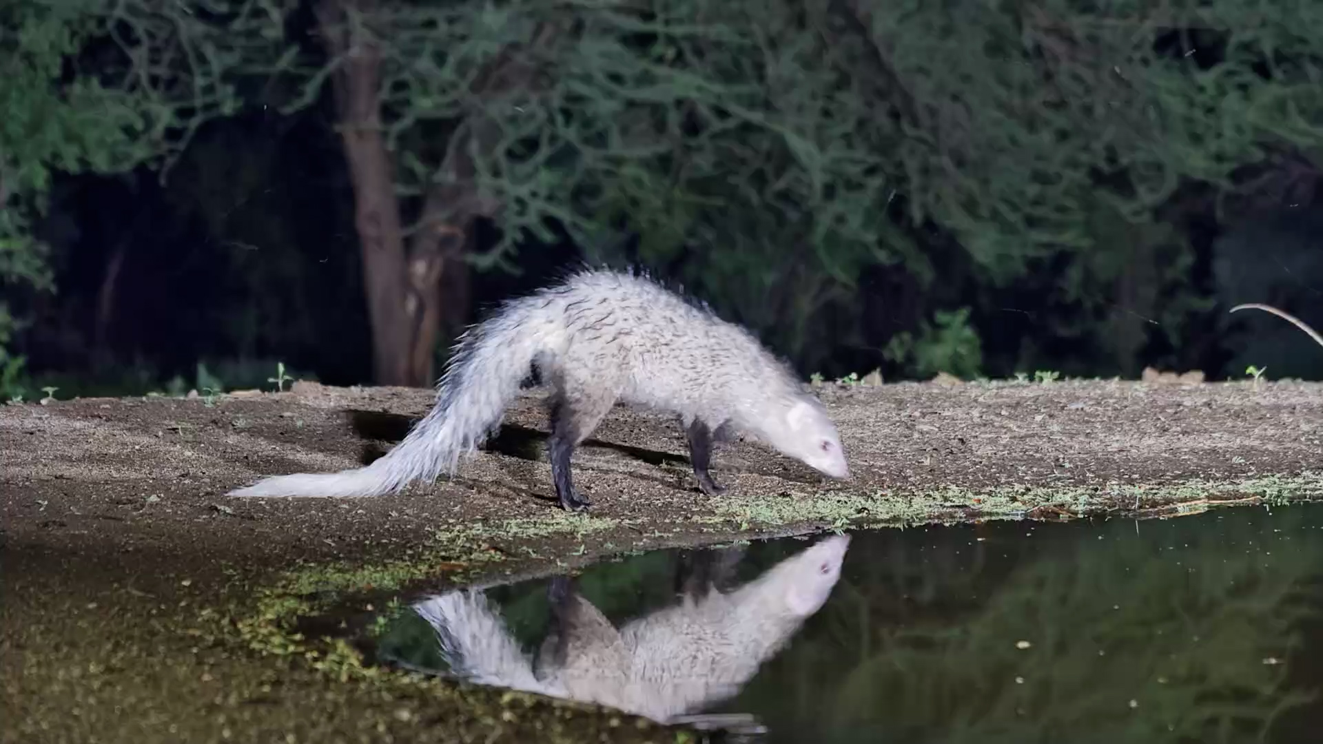 White-Tailed Mongooses Forage at Lentorre