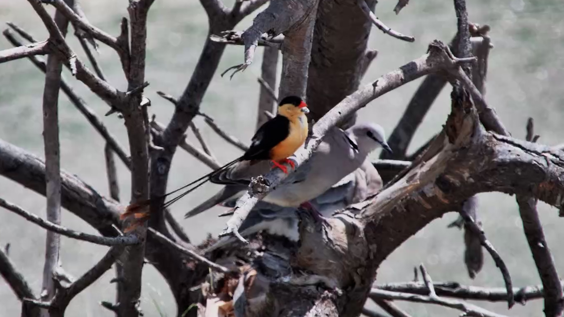 Whydah Tidies Its Stunning Plumage