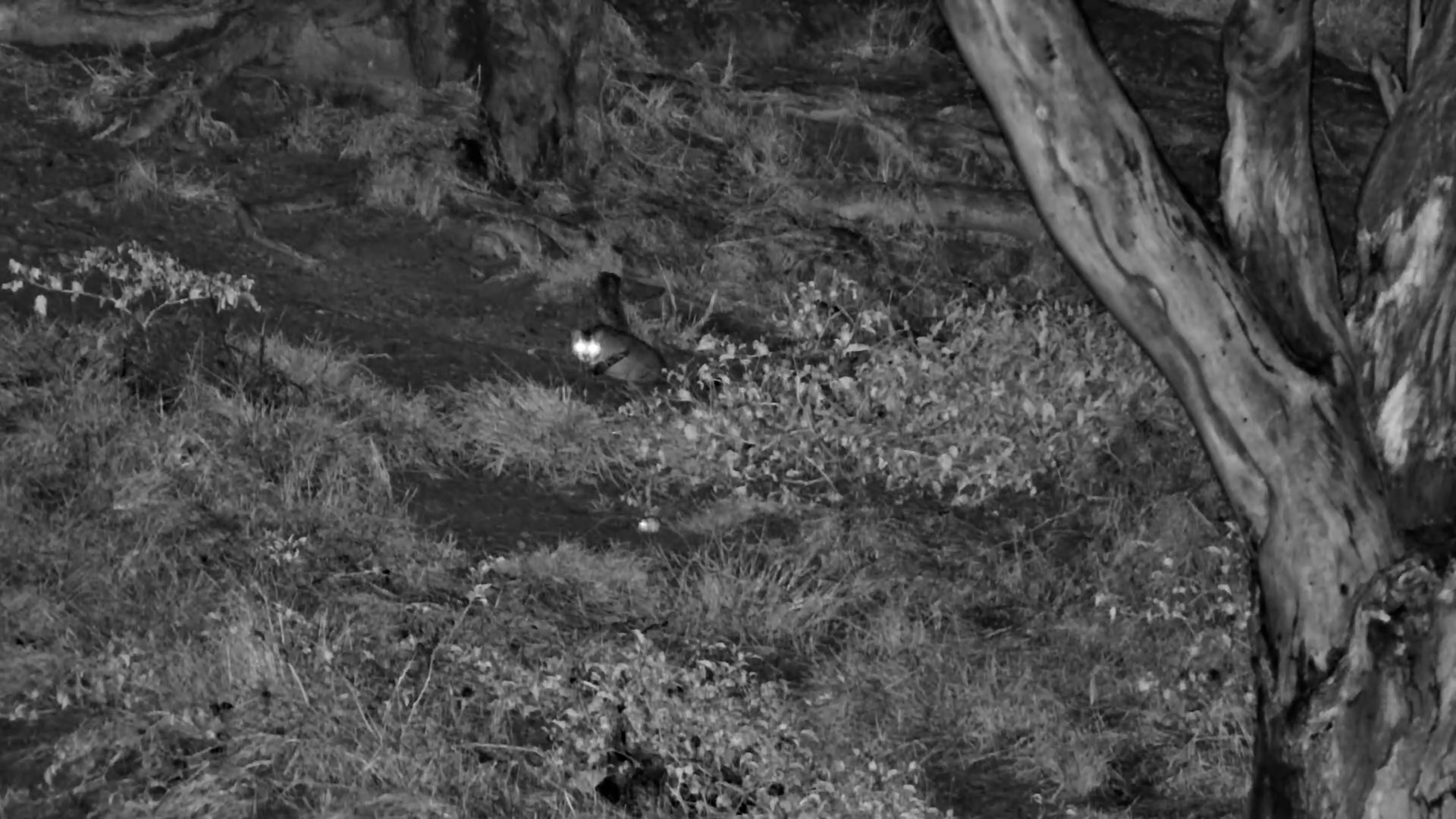 Wild Cat at the Waterhole