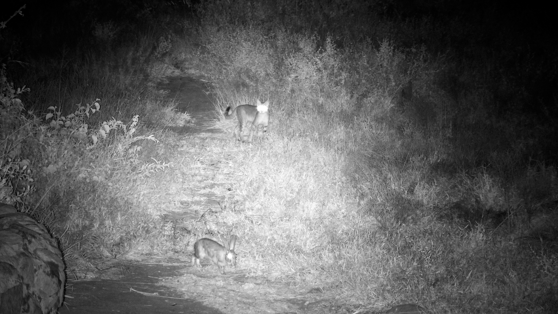 One Freeze Saved Its Life!