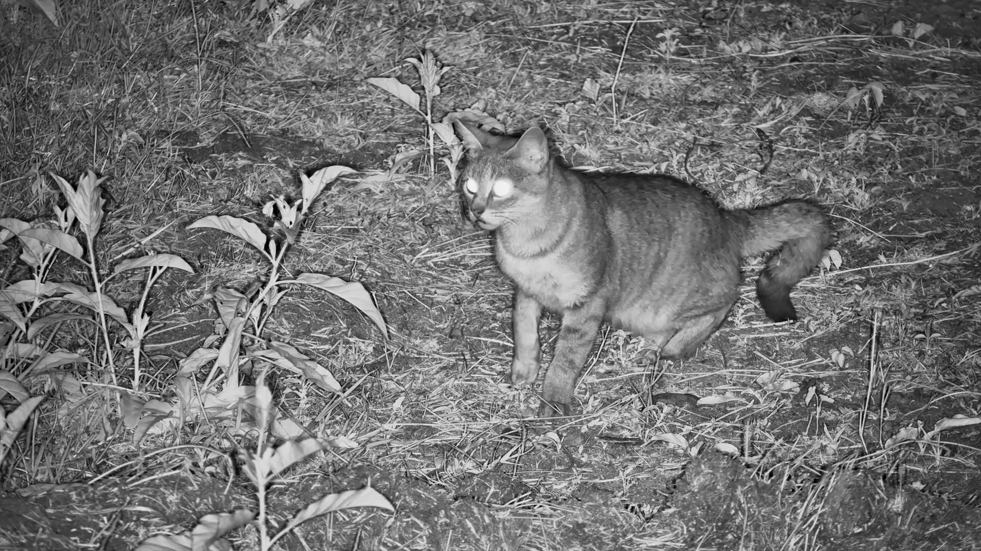 African Wild Cat on the Hunt at Tortilis
