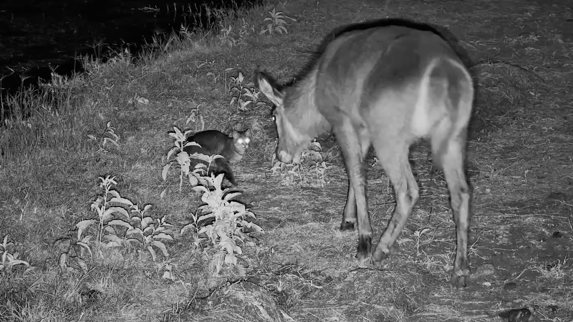 African Wild Cat Meets Waterbuck at Night
