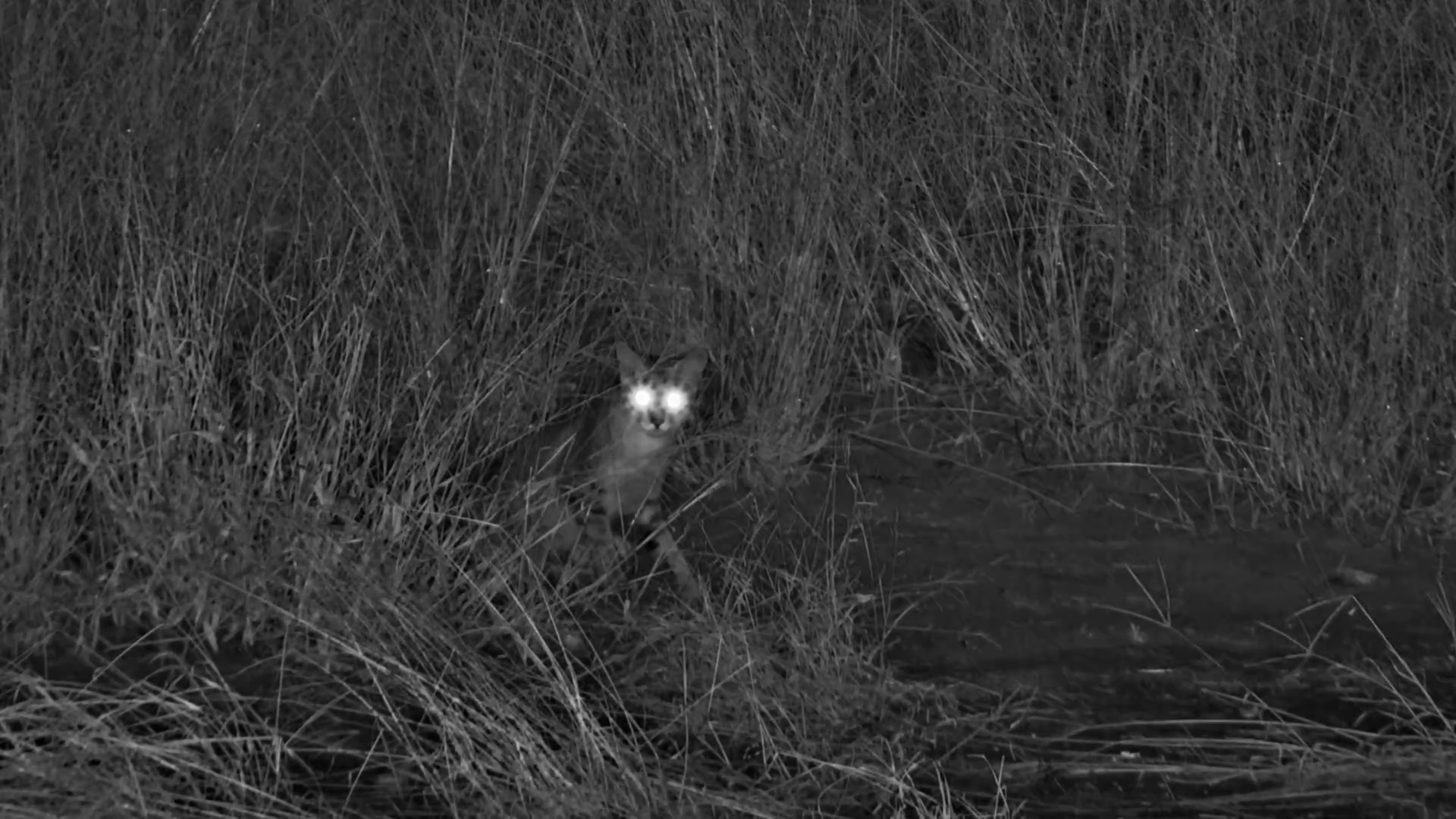 Wild Cat Meets Polecat