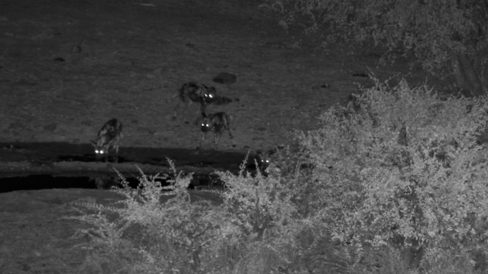 Wild Dogs Arrived After Dark