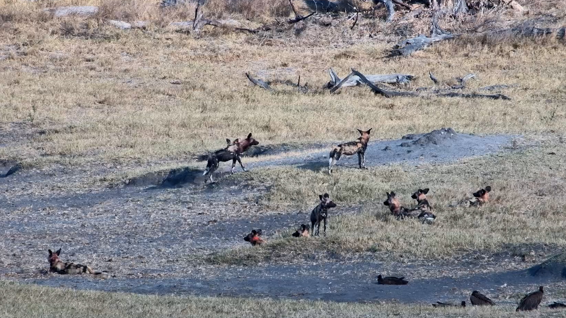 Wild Dogs Fill the Waterhole, Then Move On