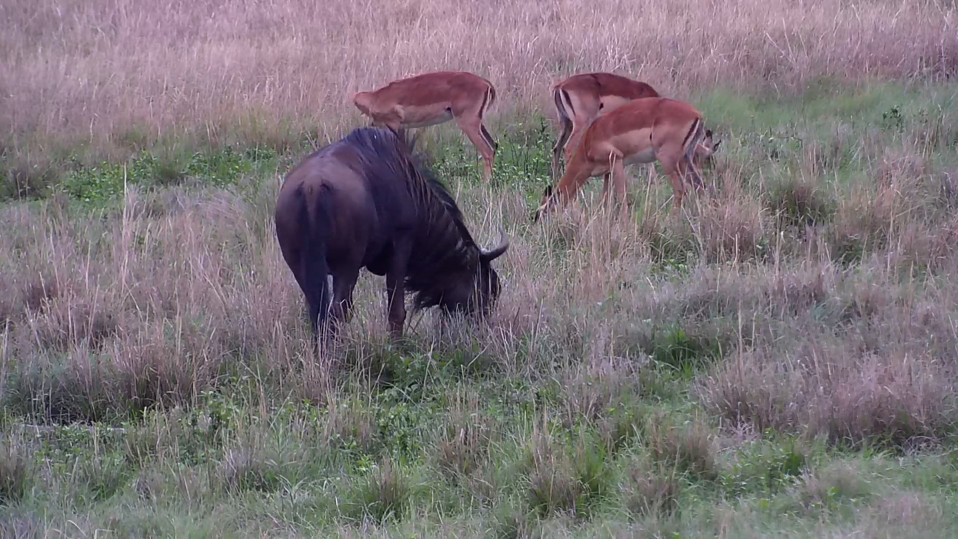 Wildebeest Grazes Comfortably Among Impala at Kwa Maritane