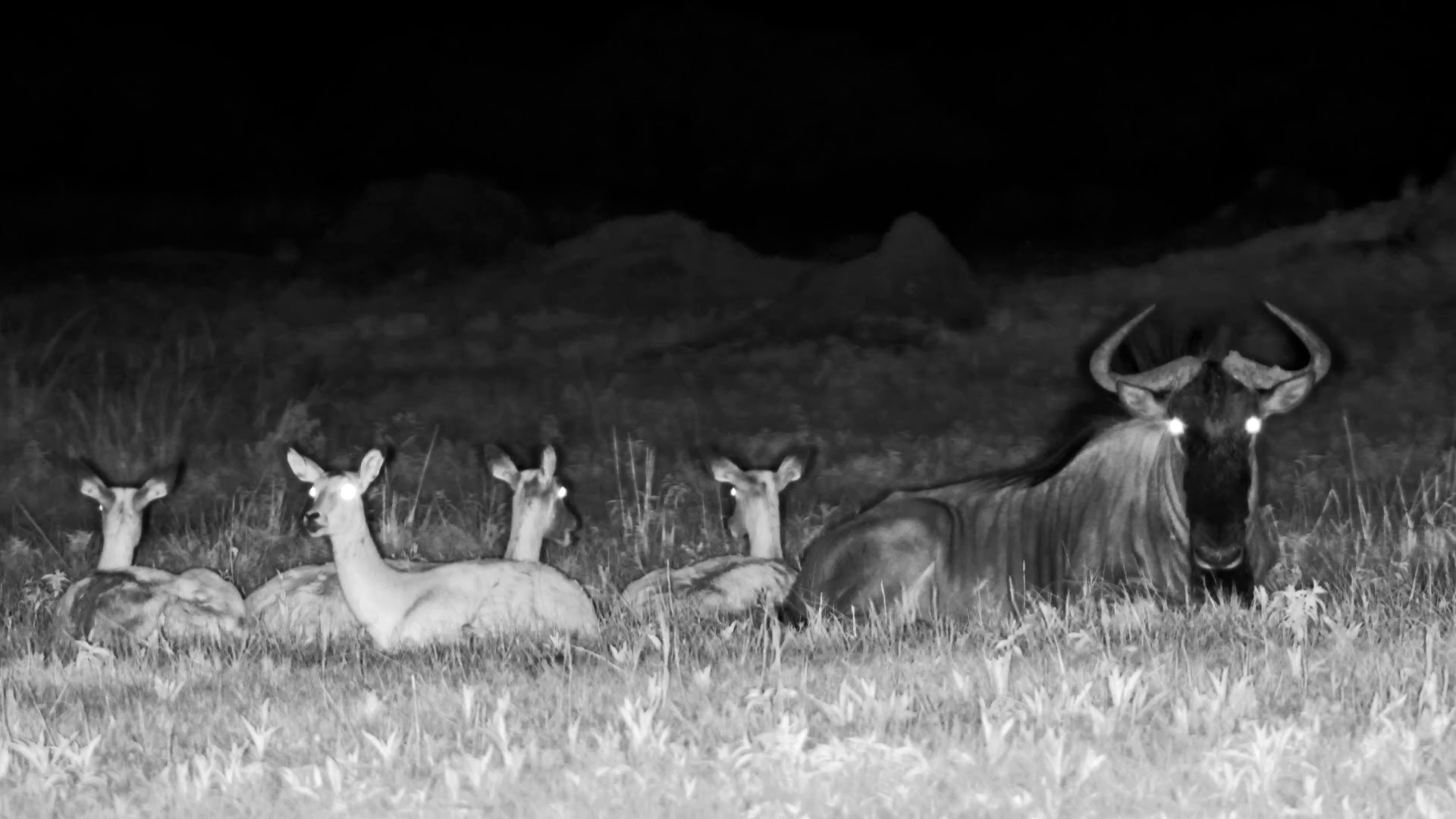 Relaxed Wildebeest and Impala Sharing the Plains