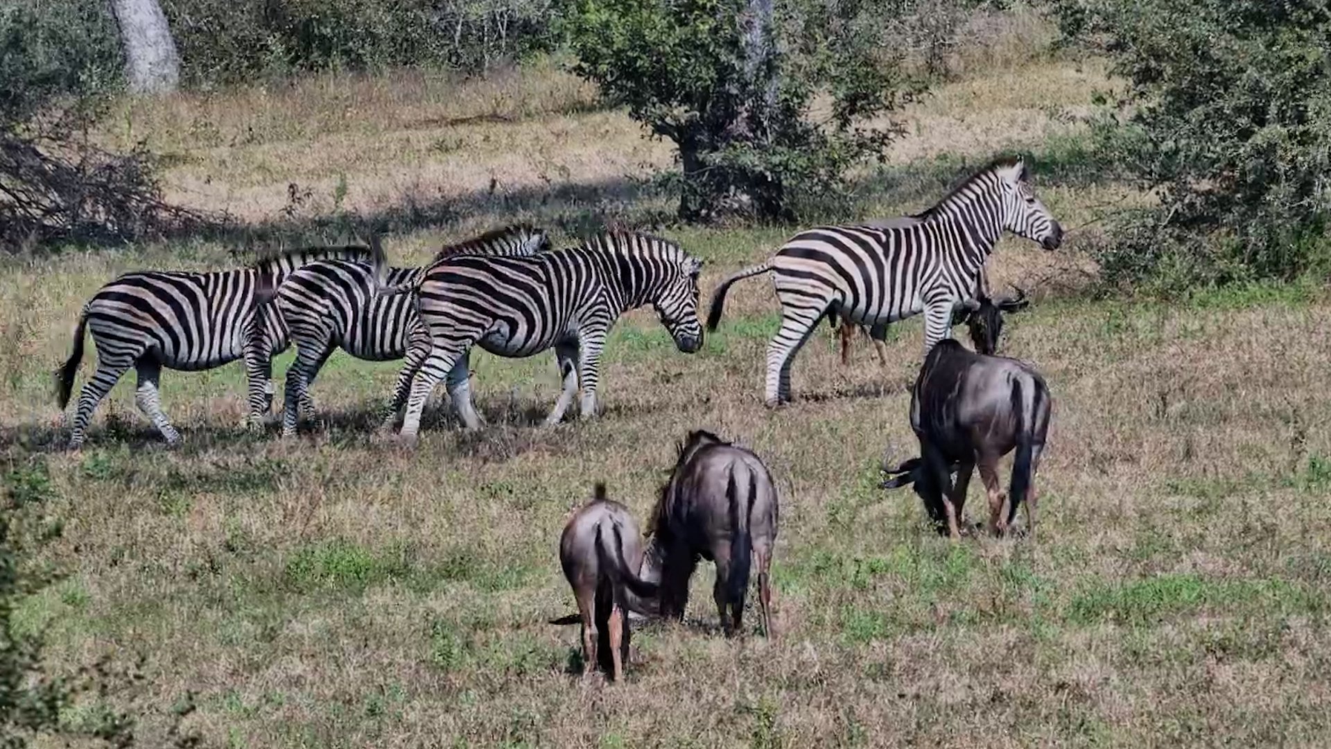 Grazing Partners of the African Plains