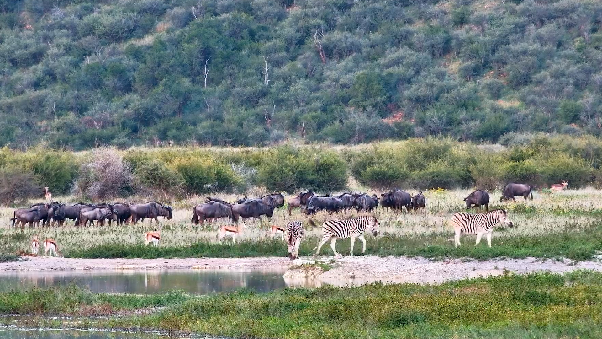 Safari in Fast Forward