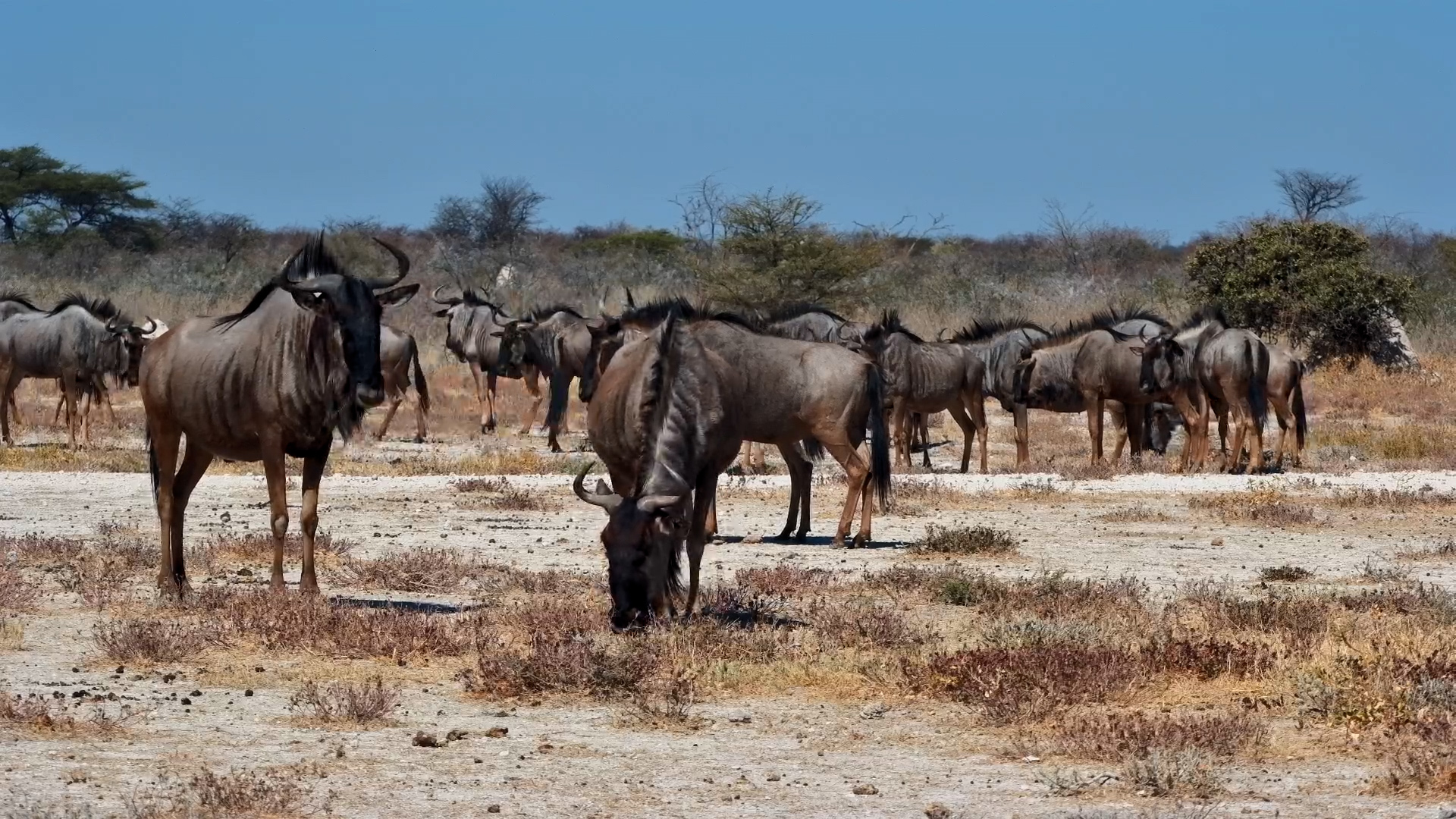 A Wildebeest Gathering