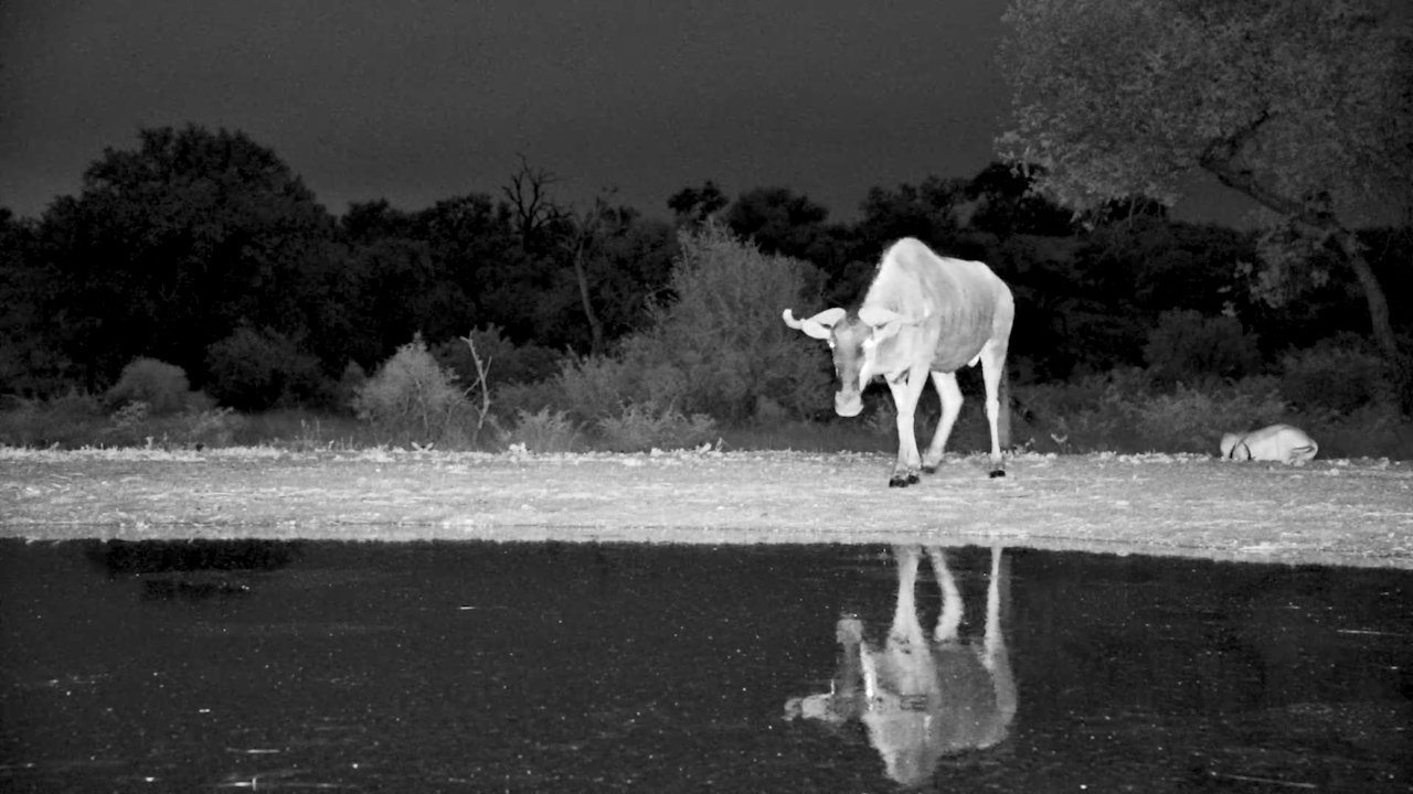 Cautious Wildebeest at King's Camp
