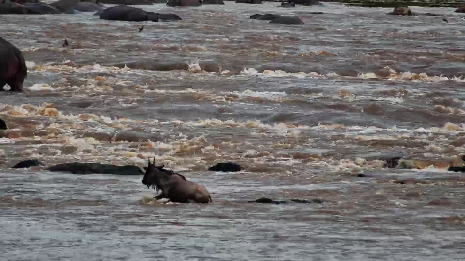 Why Did This Young Wildebeest Turn Back?!