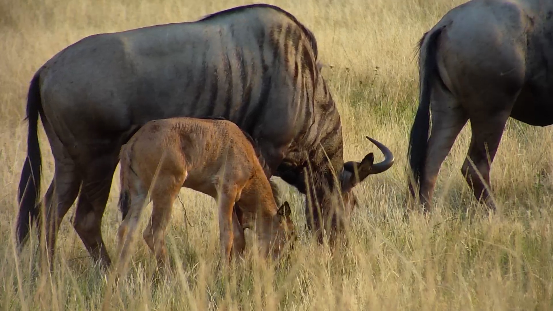 Wildebeest Family Grazing