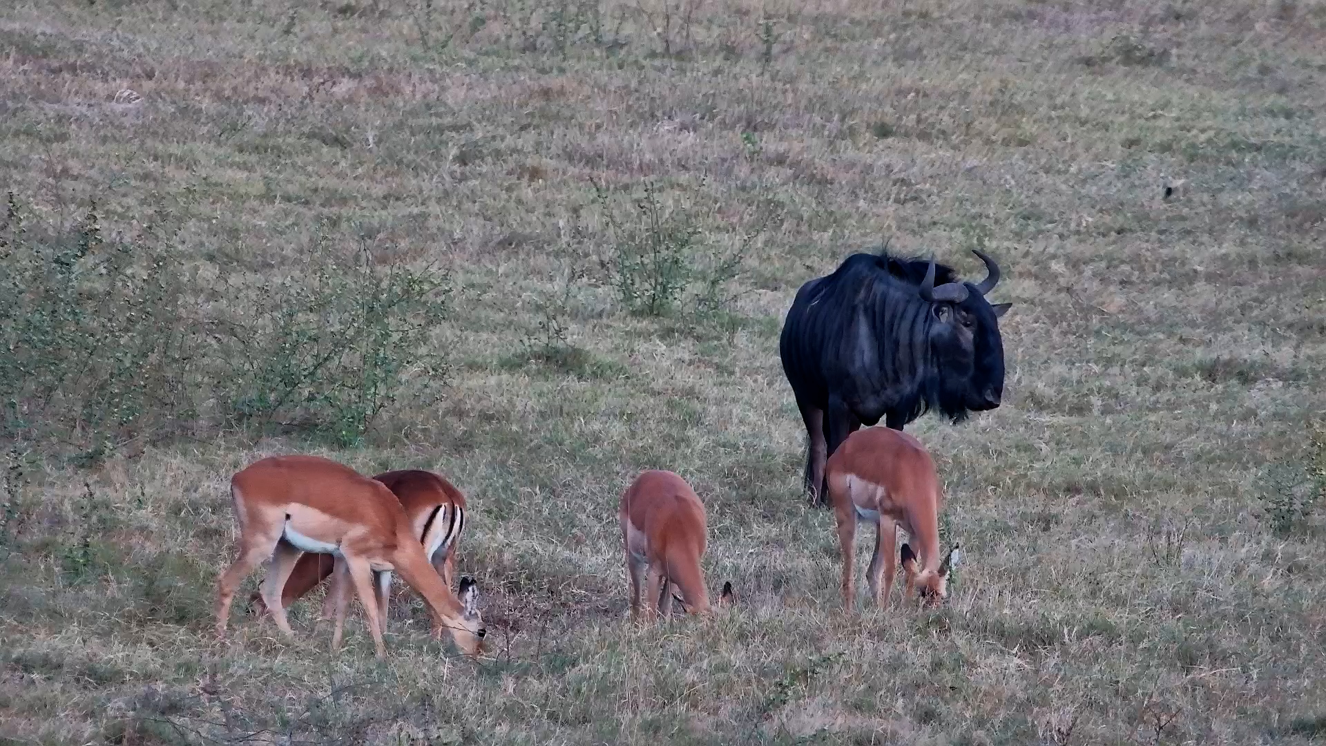 Wildebeest Joined the Impala Friend Group