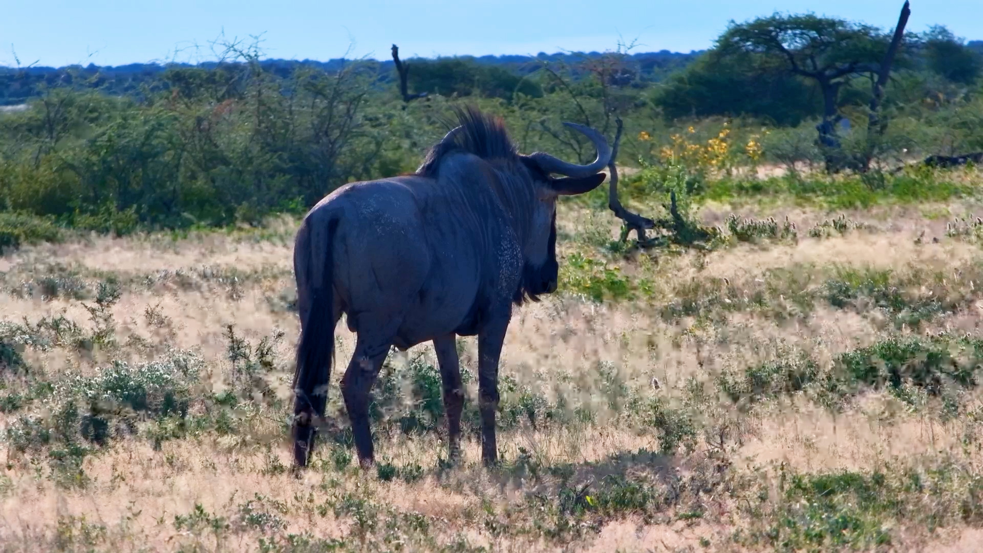 Wildebeest Grazing in Silence