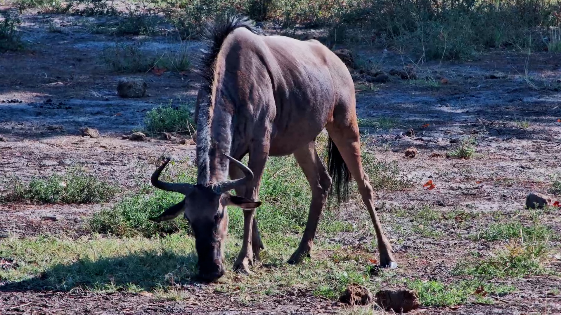 Just a Wildebeest Living Its Best Life