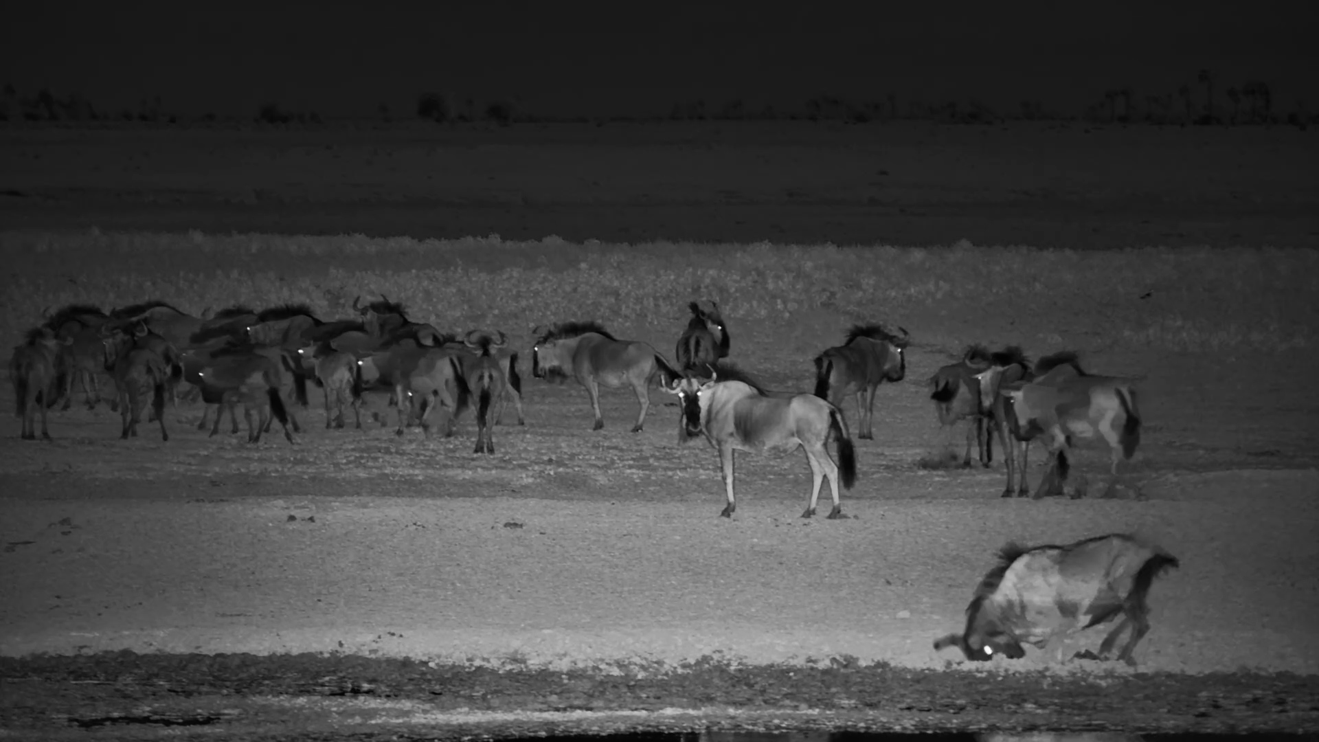 Wildebeest Herd Moves Through Jack’s Camp